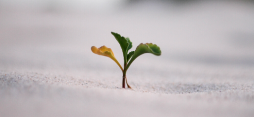 La resiliencia y su importancia en las Soft Skills